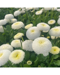 Paquerette Bellis Perennis 'Tasso White'