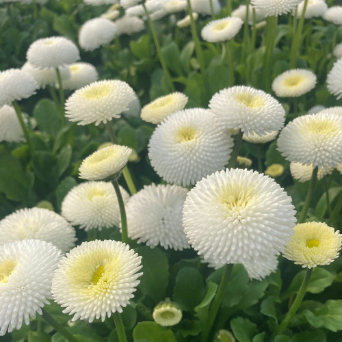 Paquerette Bellis Perennis 'Tasso White'