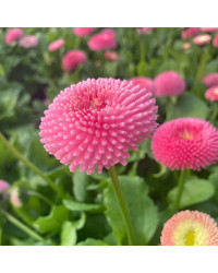Paquerette Bellis Perennis 'Tasso Pink'