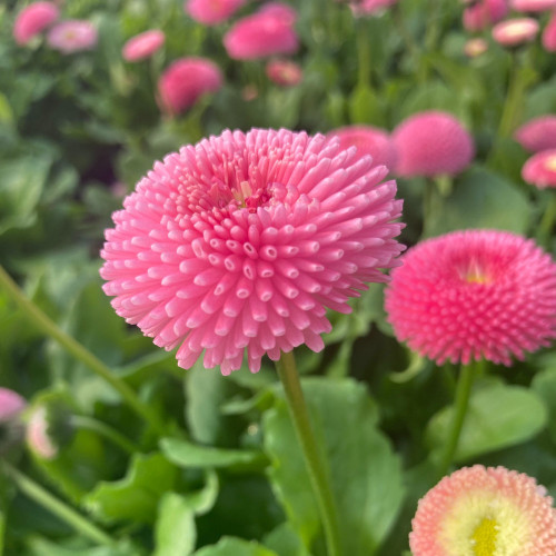 Paquerette Bellis Perennis 'Tasso Pink'