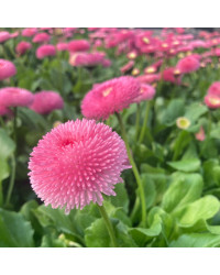 Paquerette Bellis Perennis 'Tasso Pink'