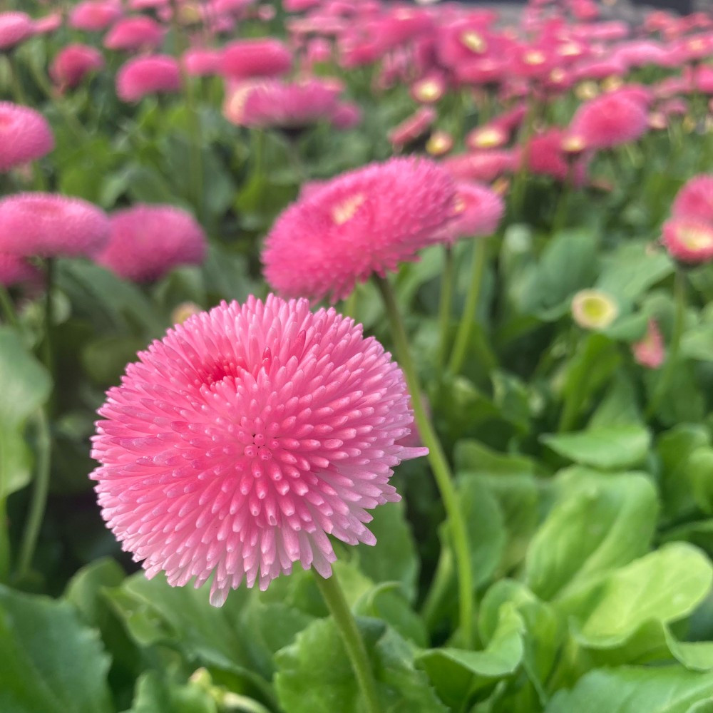 Paquerette Bellis Perennis 'Tasso Pink'