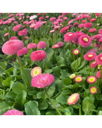 Paquerette Bellis Perennis 'Tasso Pink'