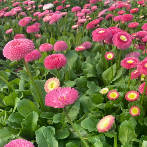 Paquerette Bellis Perennis 'Tasso Pink'