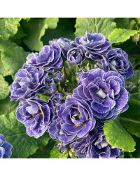 Primevere Belarina Lively Lilac