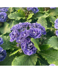 Primevere Belarina Lively Lilac