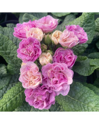 Primula Belarina Pink Champagne
