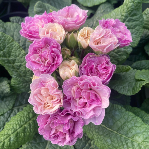 Primula Belarina Pink Champagne