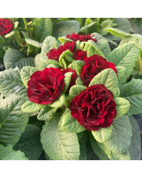 Primevere Belarina Valentine