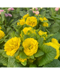 Primevere Belarina Buttercup Jaune
