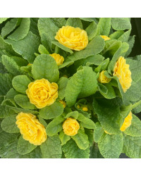 Primevere Belarina Buttercup Jaune