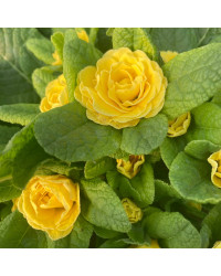 Primevere Belarina Buttercup Jaune