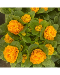 Primevere Belarina Nectarine