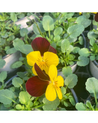 Viola Cornuta Etain