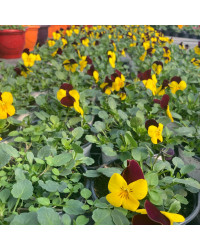 Viola Cornuta Etain