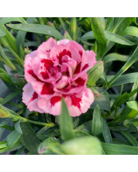 oeillet Dianthus Oscar Pink And Purple