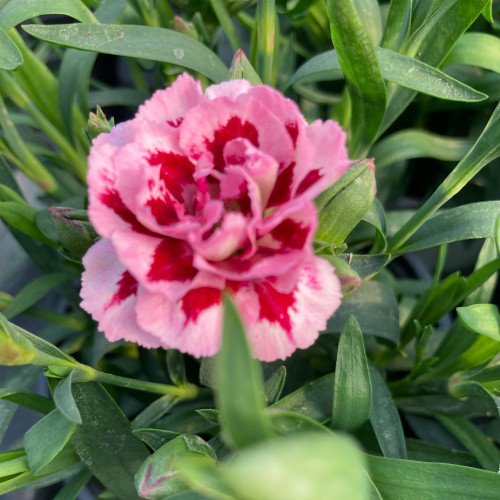 oeillet Dianthus Oscar Pink And Purple