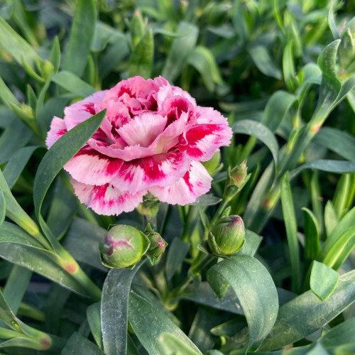 oeillet Dianthus Oscar Pink And Purple