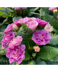 Primula Belarina Pink Champagne