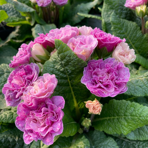 Primula Belarina Pink Champagne