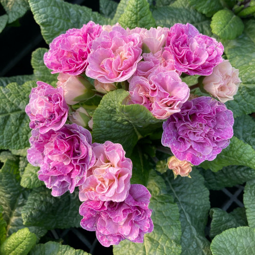 Primula Belarina Pink Champagne