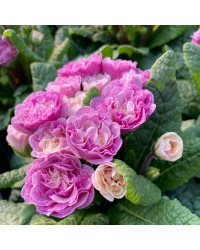 Primula Belarina Pink Champagne