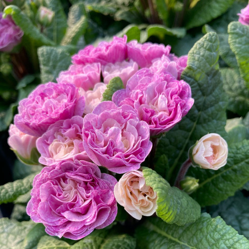 Primula Belarina Pink Champagne