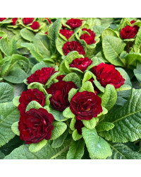 Primevere Belarina Valentine