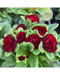 Primevere Belarina Valentine