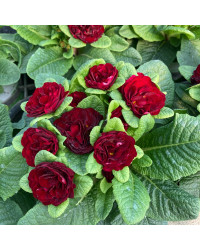 Primevere Belarina Valentine