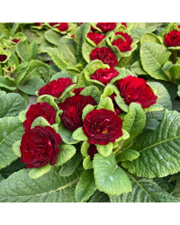 Primevere Belarina Valentine
