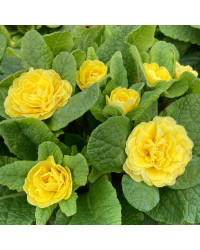 Primevere Belarina Buttercup Jaune