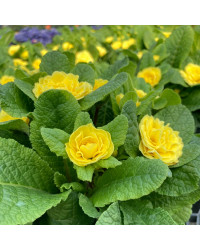 Primevere Belarina Buttercup Jaune