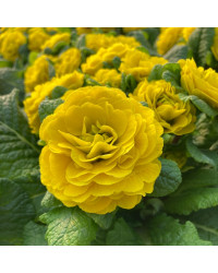 Primevere Belarina Buttercup Jaune