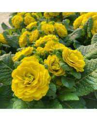 Primevere Belarina Buttercup Jaune