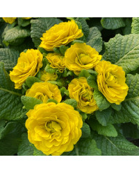 Primevere Belarina Buttercup Jaune