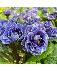 Primevere Belarina Lively Lilac