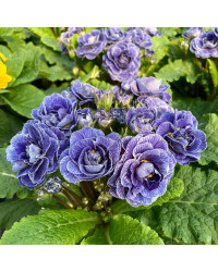 Primevere Belarina Lively Lilac