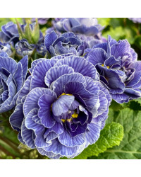 Primevere Belarina Lively Lilac