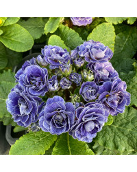 Primevere Belarina Lively Lilac