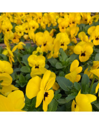 Pensée Viola Sorbet xp jaune à macules