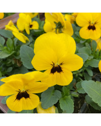 Pensée Viola Sorbet xp jaune à macules