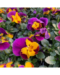 Pensée Viola Callisto f1 orange à ailes violettes