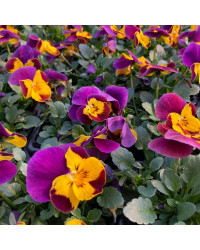 Pensée Viola Callisto f1 orange à ailes violettes