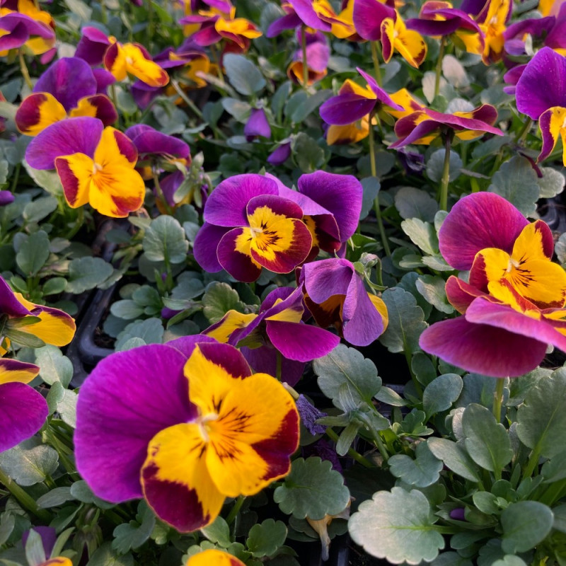 Acheter Pensée Viola Callisto f1 orange à ailes violettes pas cher