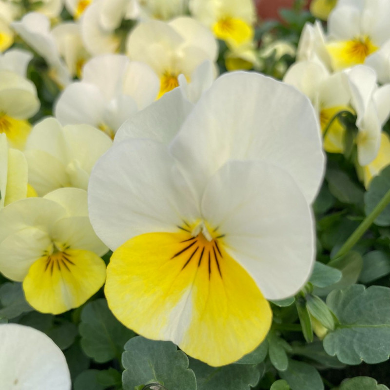 Acheter Pensée Viola Callisto f1 jaune et bleu picoté pas cher