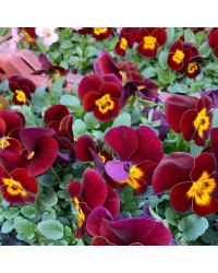 Pensée Viola Callisto f1 rouge à macules