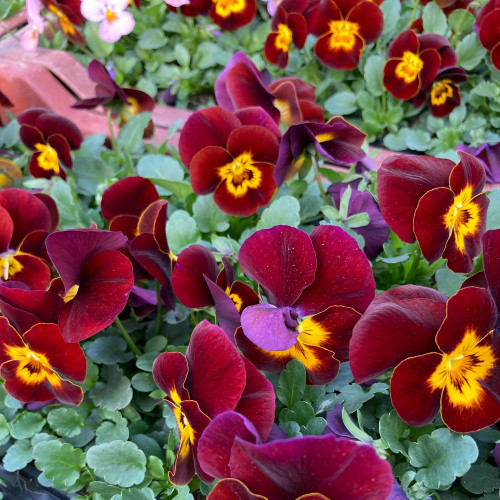 Pensée Viola Callisto f1 rouge à macules