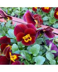 Pensée Viola Callisto f1 rouge à macules