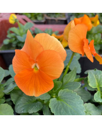 Pensée Viola Sorbet xp orange